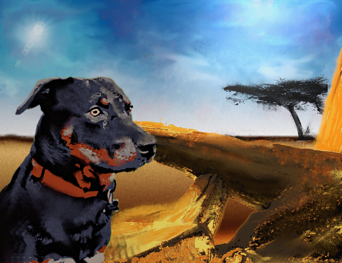 Image may contain: sky, dog and animal
