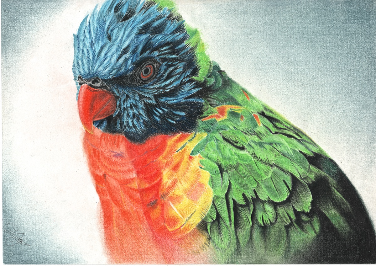 pastel bird