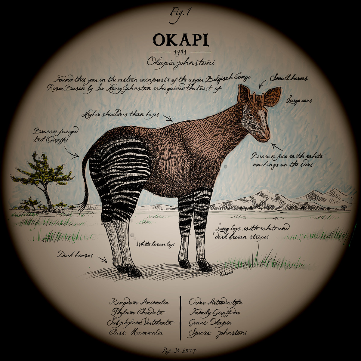 The Ningyo cryptozoology spieces animal vintage magic lantern adventure okapi ningyō Melusine
