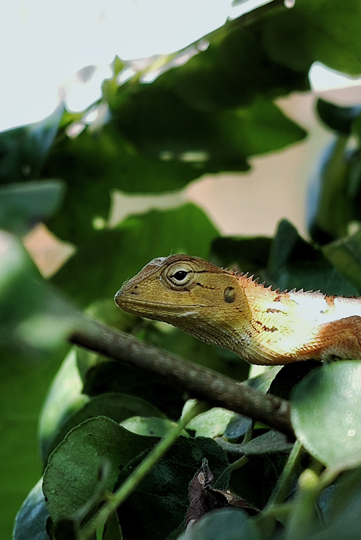 reptile lizard animal Nature forest wildlife nature photography