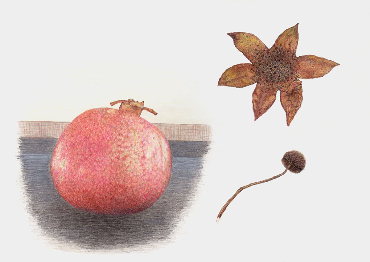 Adobe Portfolio studies scientific illustration naturalistic colored pencil object drawings botanical illustration fruits art