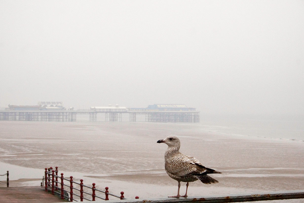 Blackpool Holiday-Makers Landscape Promenade Portraiture Seaside illuminations Coast seagull