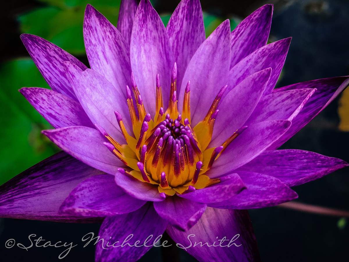 water lily  flower  botanical Nature