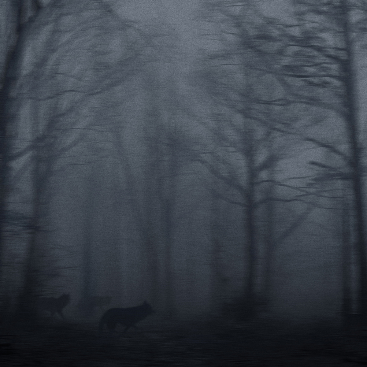 forest animals wild FOX dark blue deer wolf fairytale wood