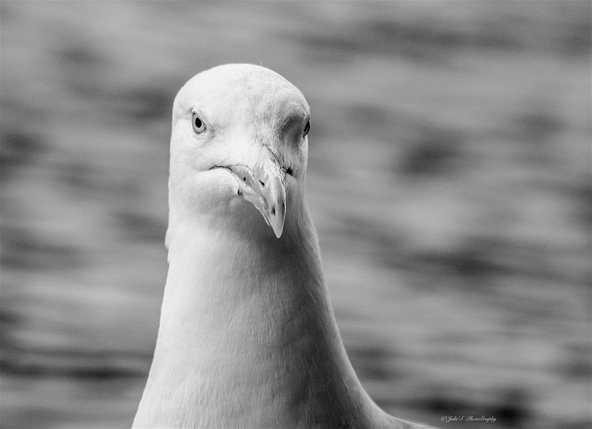 seagull animal Nature b&w