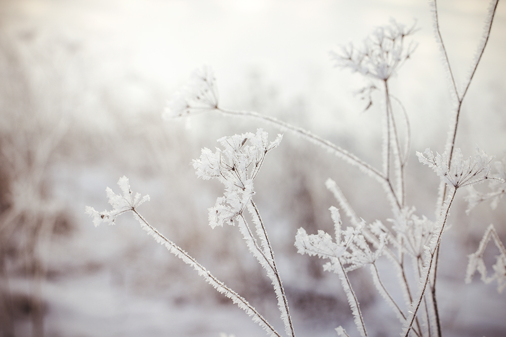 Macro Photography  nature  WINTER  Plants  Snow  prints  products