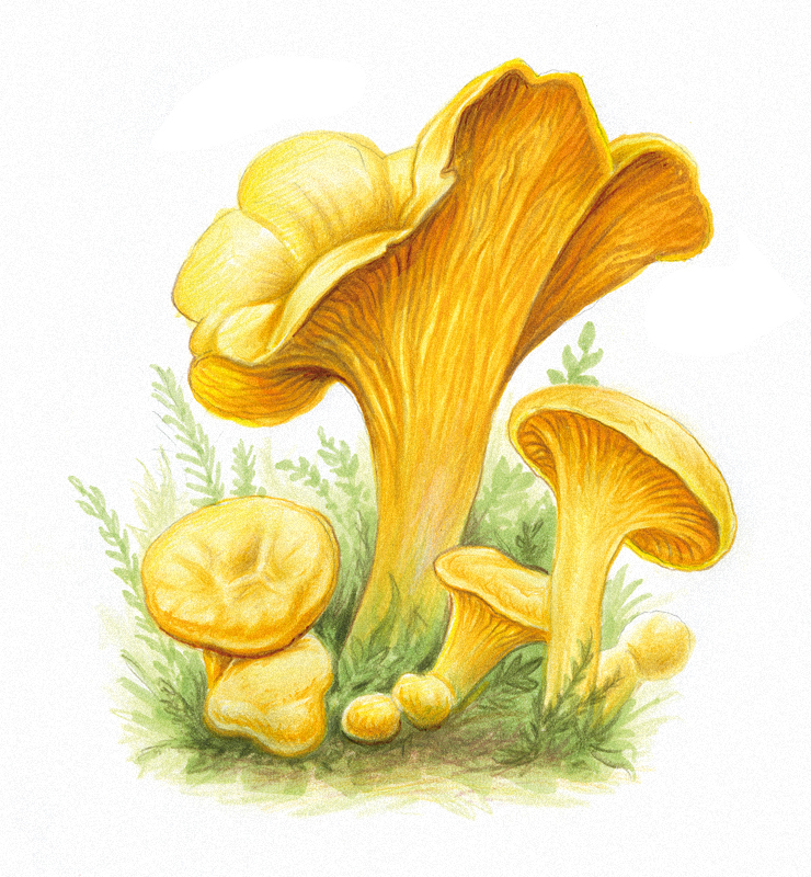 Adobe Portfolio pilze mushroom nature drawing