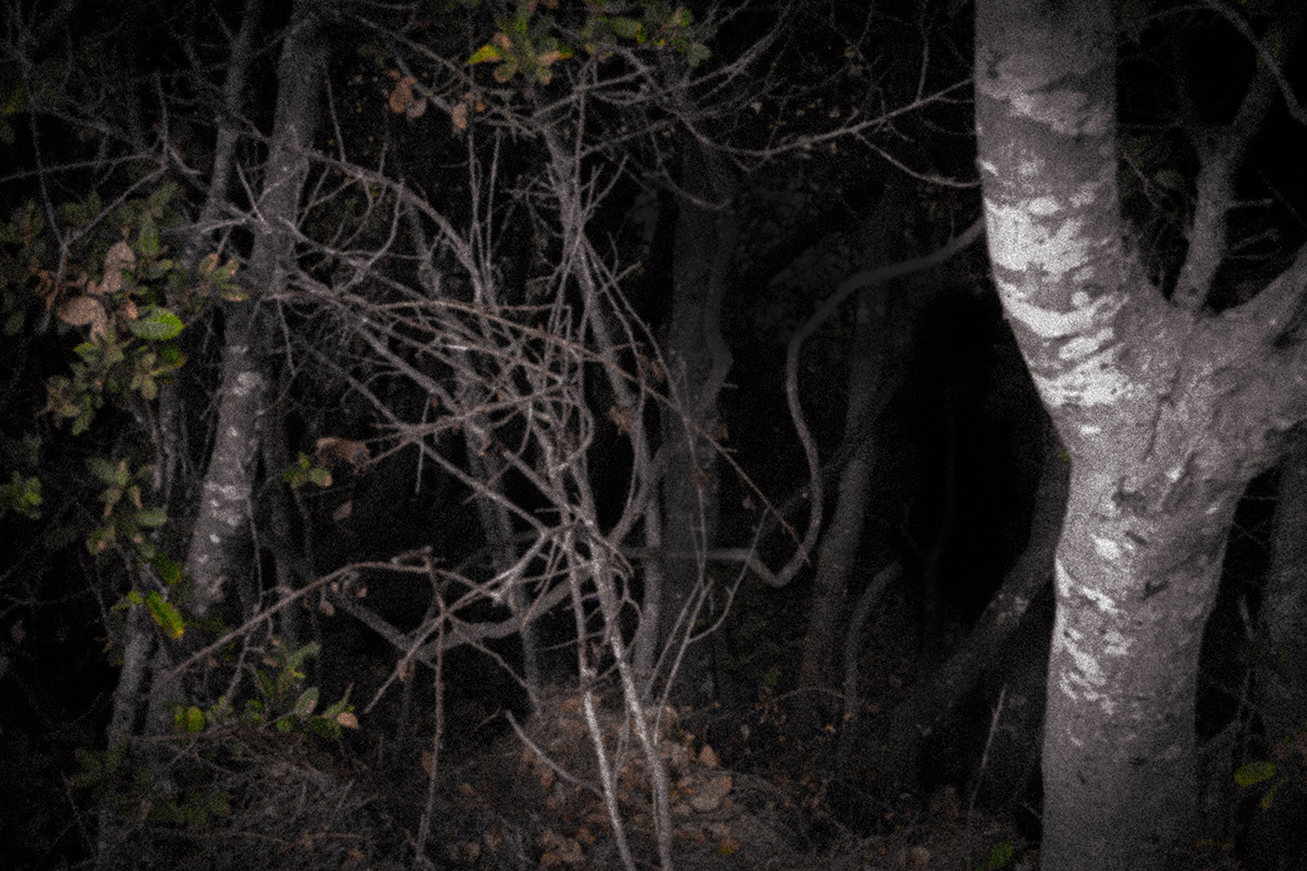 woods dark night alone lurking shadow figure darkness trees bushes