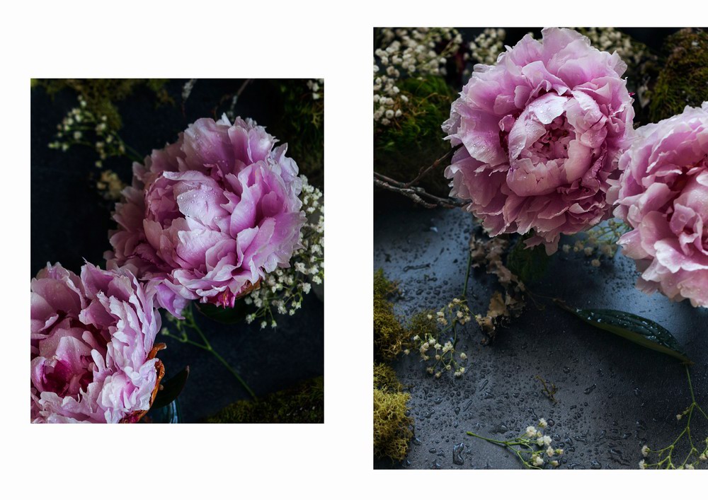 peonies Flowers Studium Florescence bloom styling  Moody dark pastel rustic personal