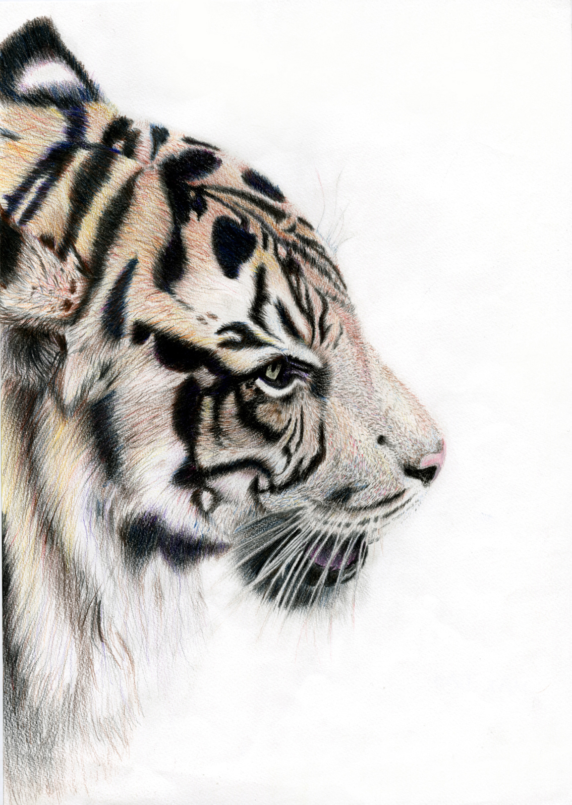 tiger color pencil zoo live skill manipulation creative water
