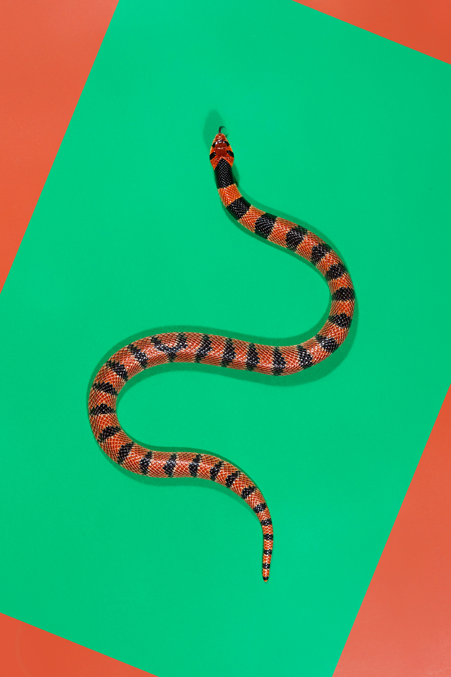 snakes Slitherstition Andrew McGibbon colour color superstition