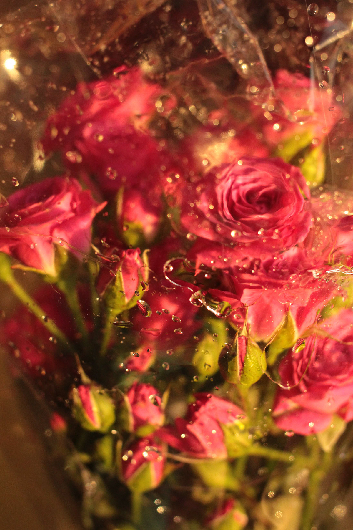 розы water drop