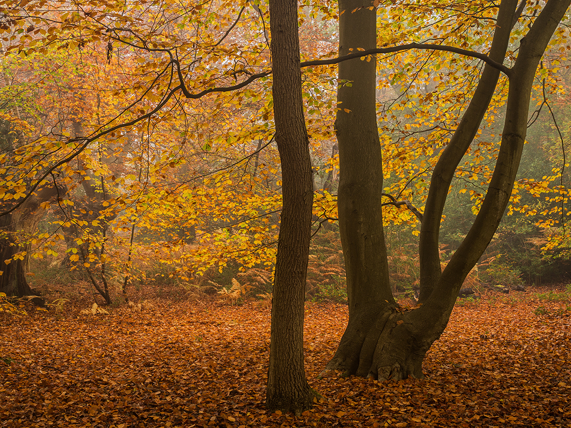 Damian Ward trees wood forest woodland buckinghamshire Chiltern hills The Chilterns mist fog autumn Fall Autumnal
