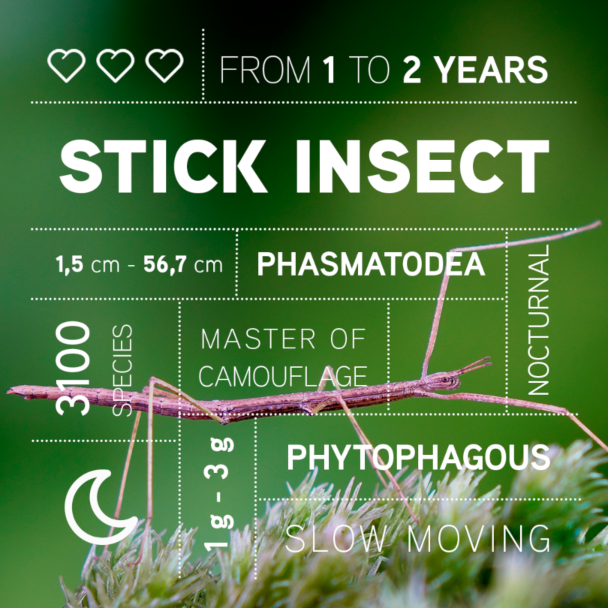 infographics bugs insect characteristics photoshop