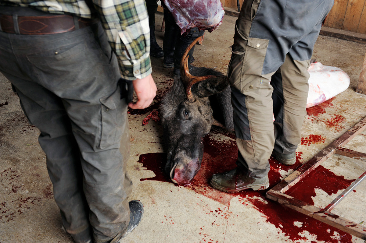 Hunting animals Sweden men meat moose rifle
