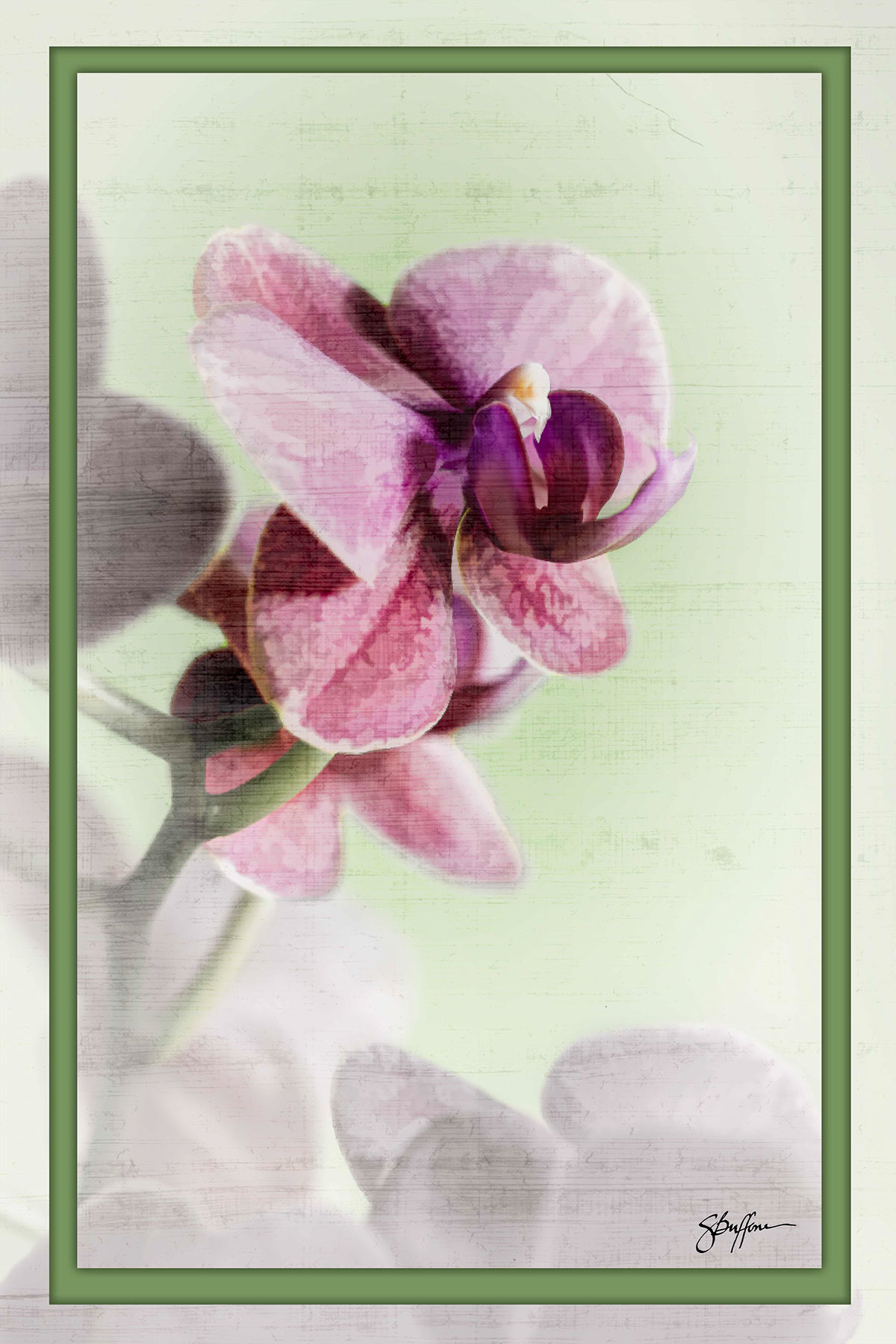 Adobe Portfolio Flowers nature photography orchids