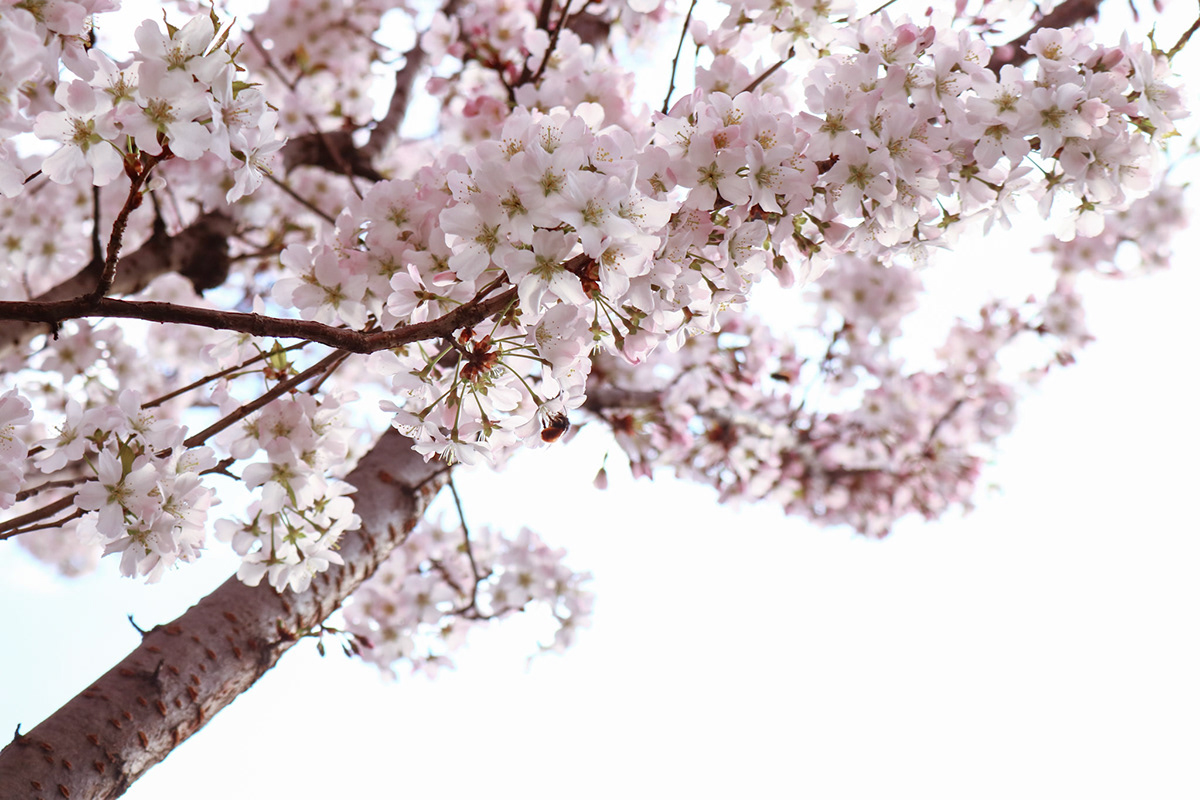 budapest Cherry blossoms Flowers gardens hungary Photography  sakura spring Spring Days