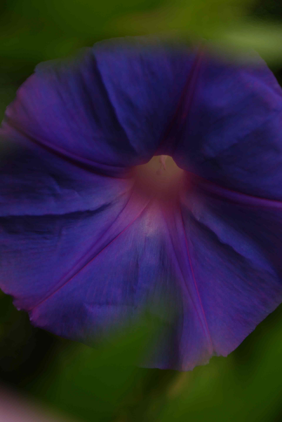 morning glory flower purple dancer California Classic Nature exotic Los Angeles natural ballerina blue colorful vibrant