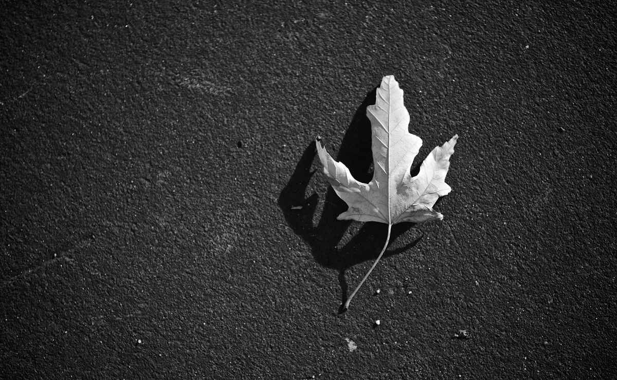 Nature black and white leaves EMAC