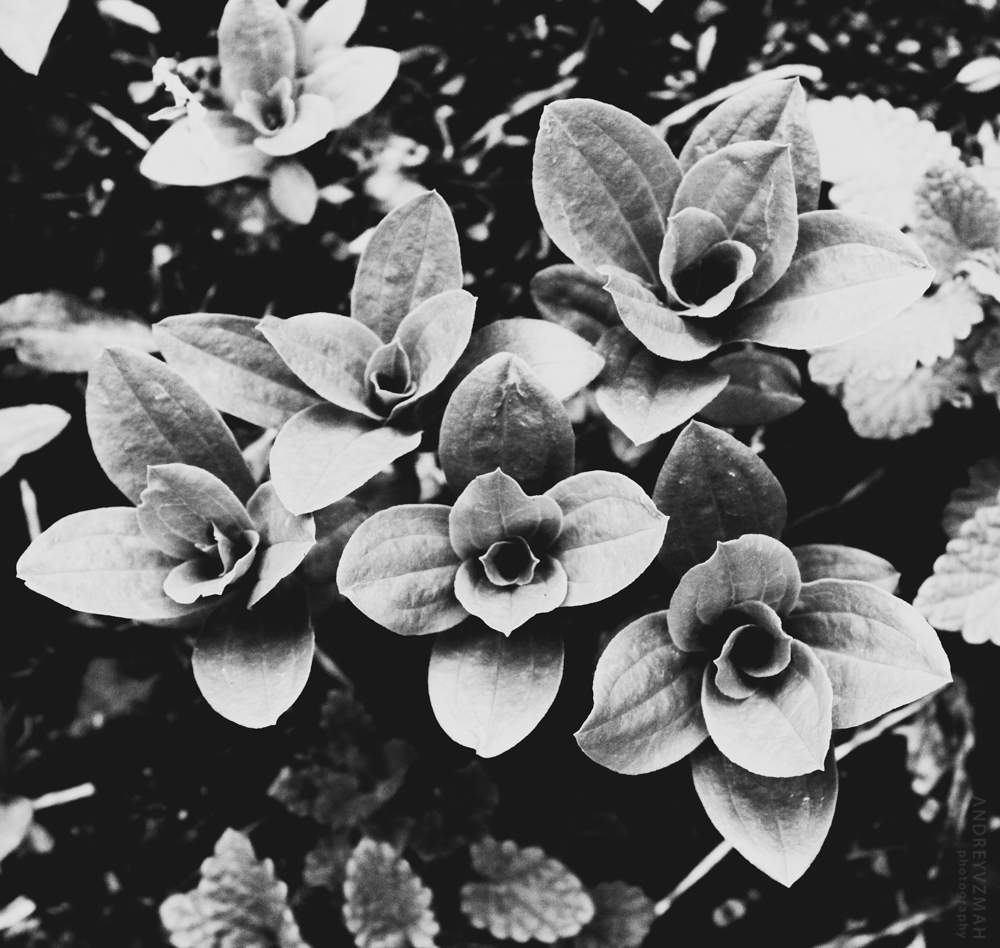 lily photo b&w noir Flowers flower illusion poster andreyvzmah karagandy fauna life
