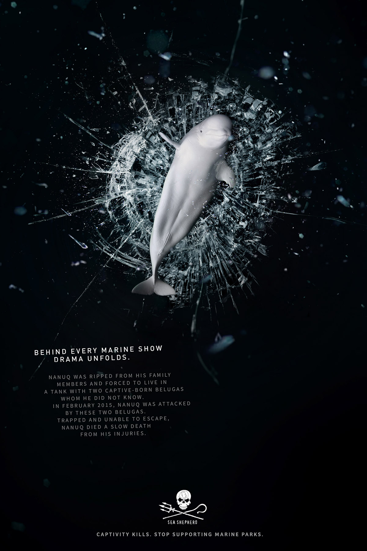 Captivity seashepherd Advertising  kill dolphin whales Ocean sea world marine