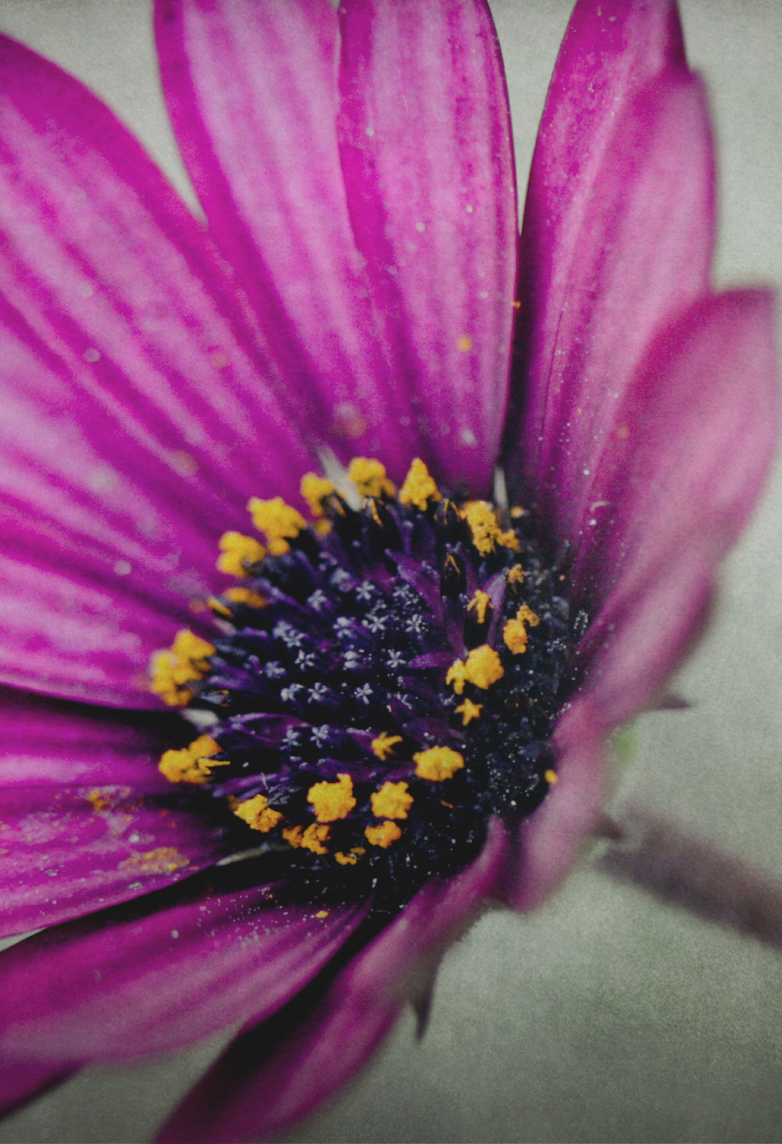 flower petals bloom Nature floral textureblend iseeyouflower close up
