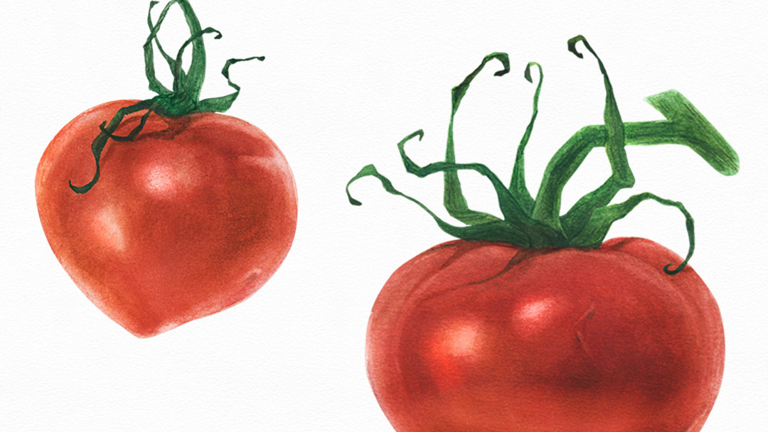 watercolor Food  botanical Realism vegan cooking vegetable cuisine ILLUSTRATION  TRADITIONAL ART