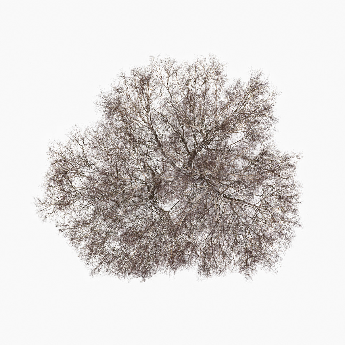 Aerial Nature trees snow winter White Aerial Photography BW photography tree crown