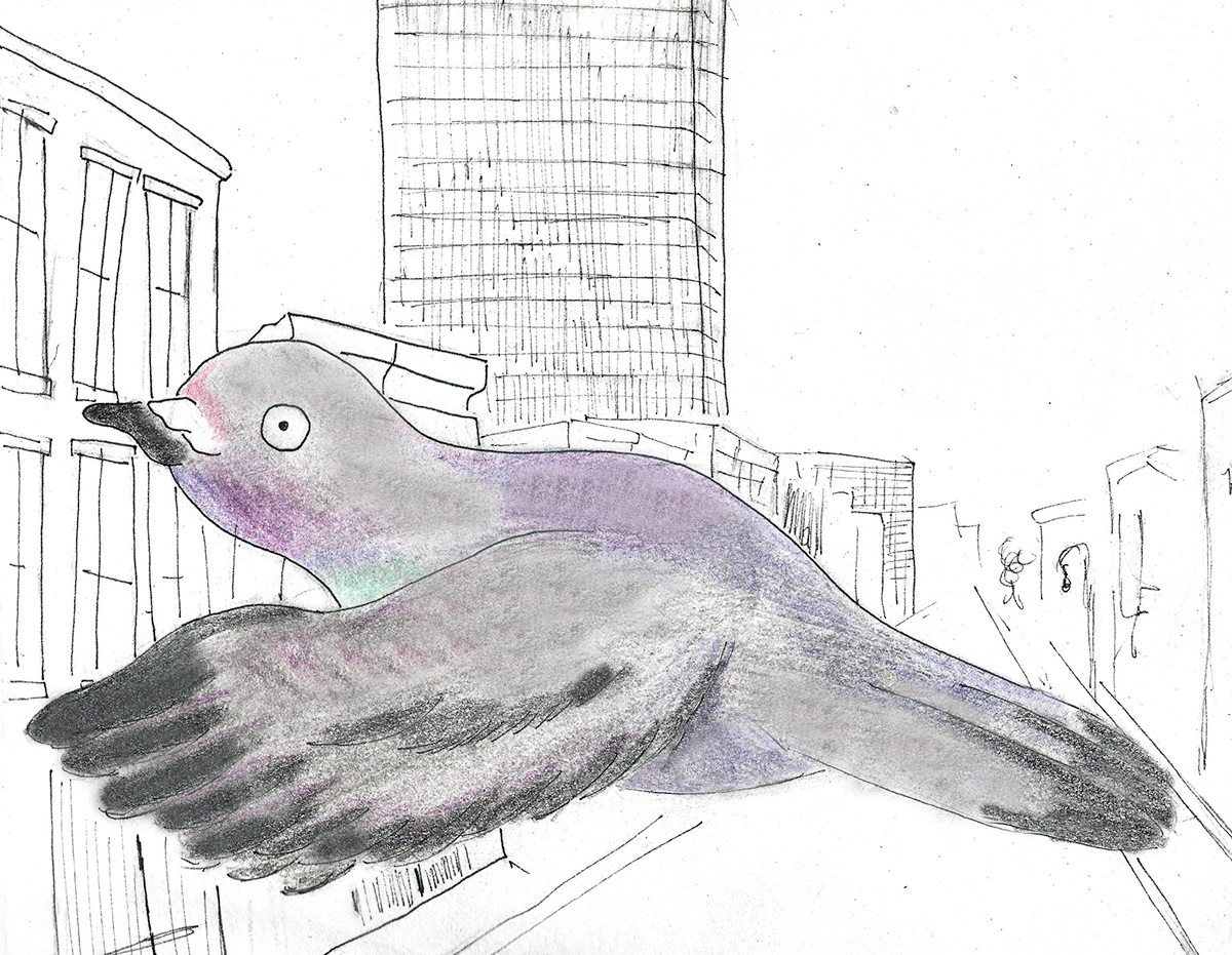 Zine  pigeon Cities pets
