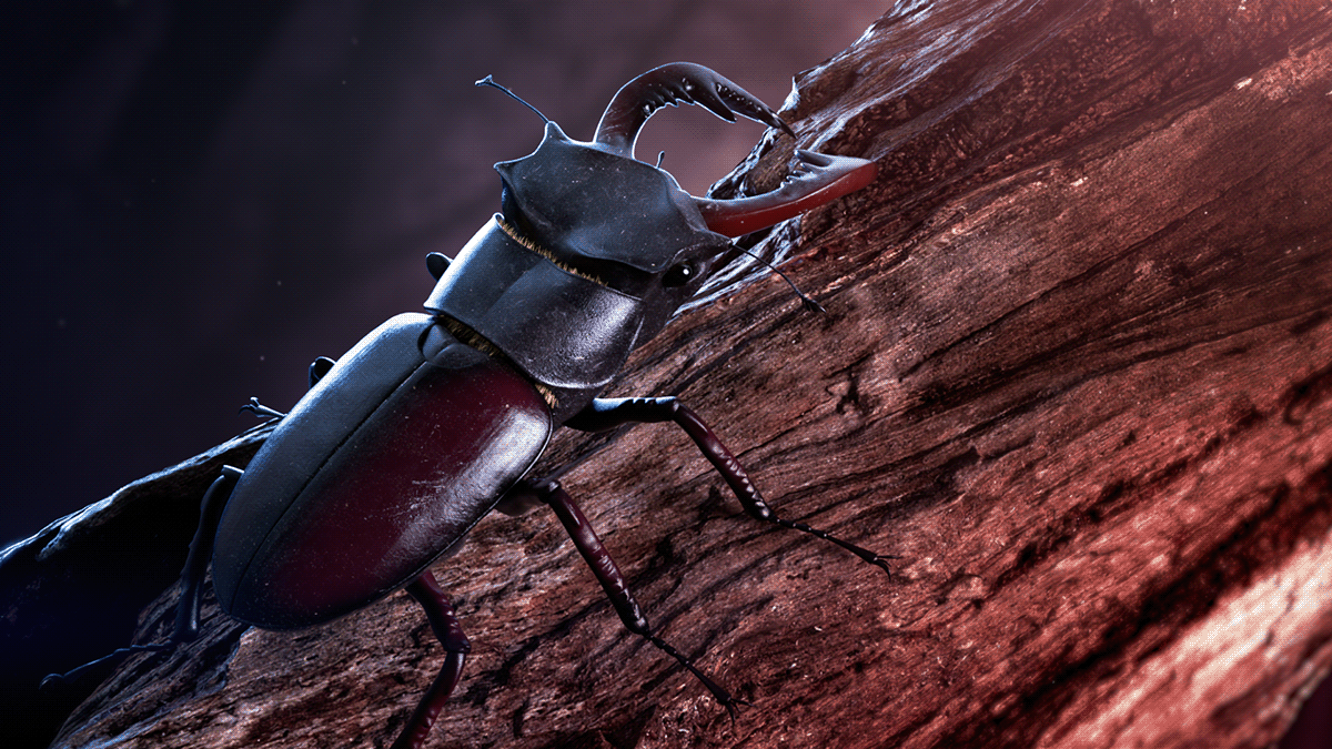 3D 3d motion animation  beetle CGI change geert van hooff Pausefest transform vfx