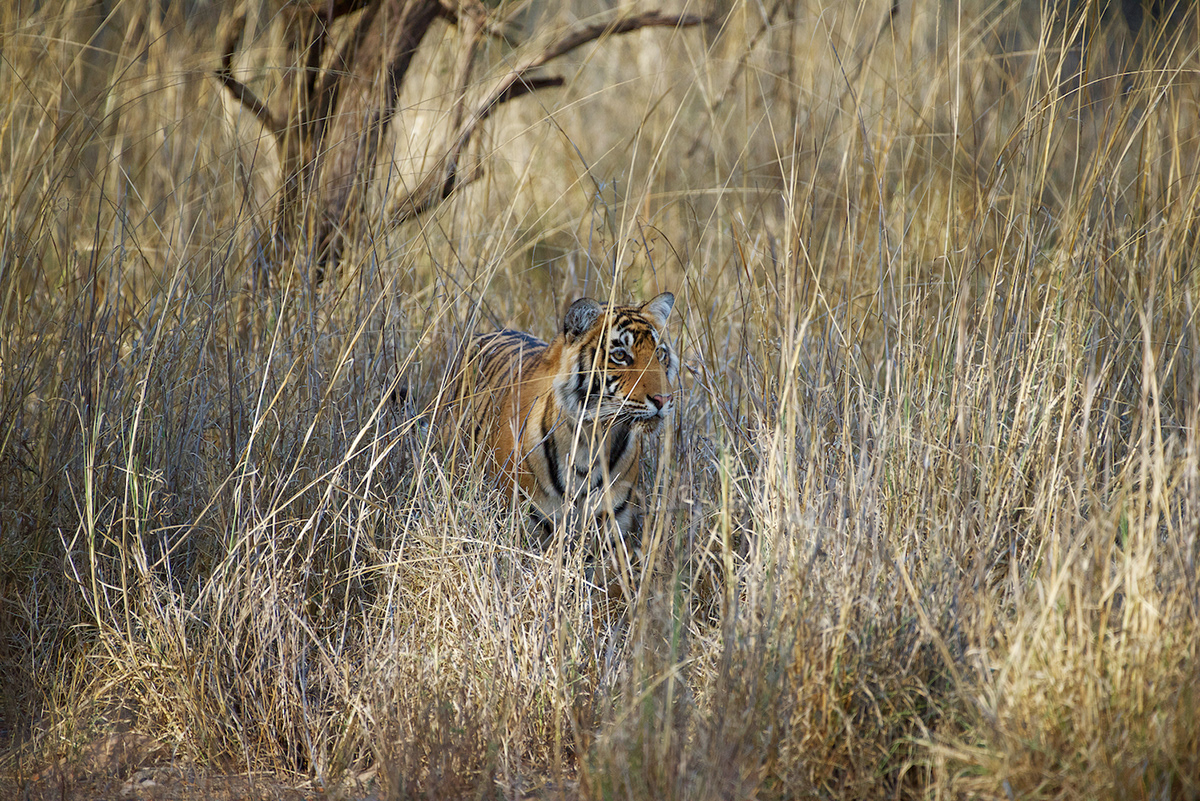 animals India jungle Nature tiger travel photography wild animal Wild India wildlife Wildlife photography