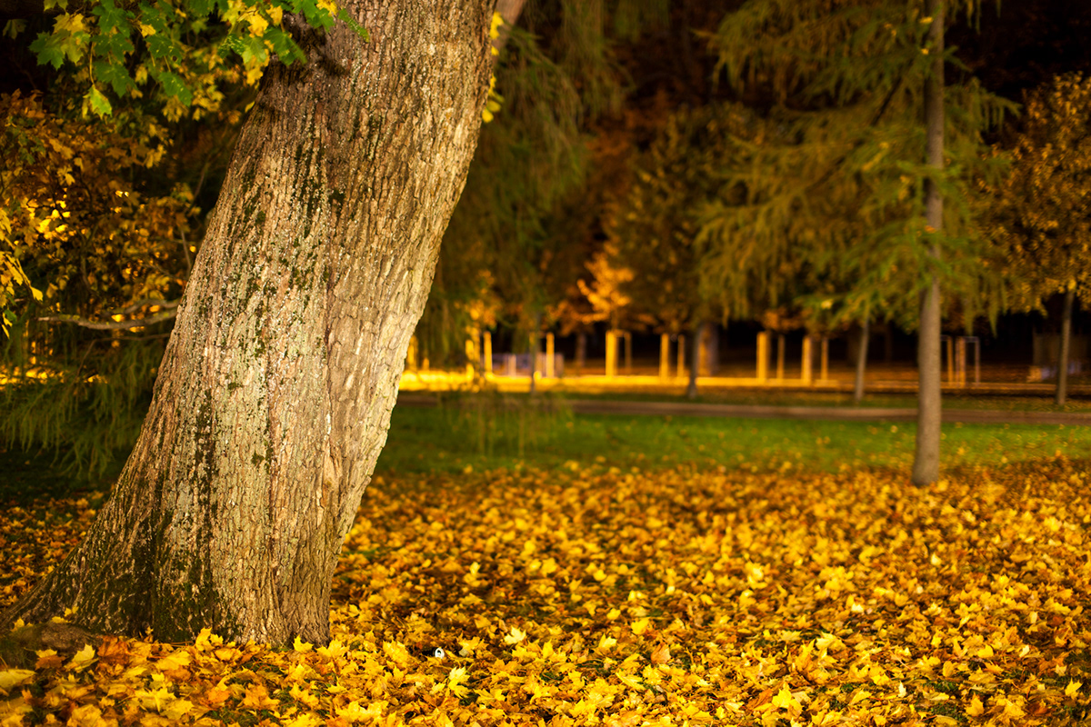 kadriorg Estonia Park palace szar swan Fall autumn lake yellow sundial