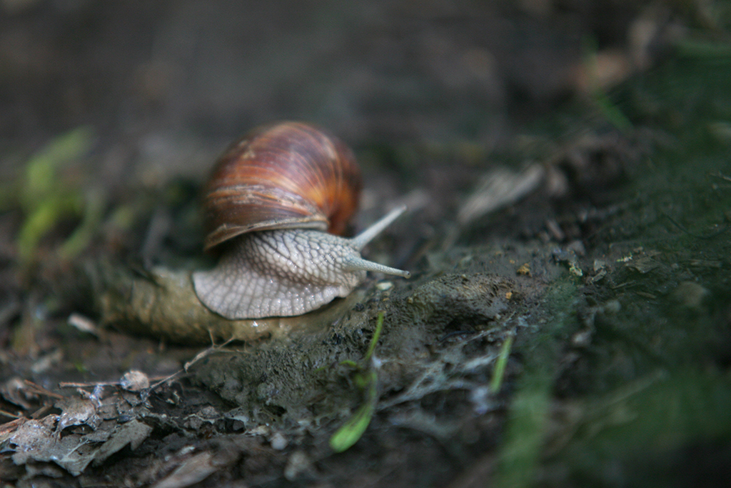 green Landscape Product Photography shoddy design kitsch snail attention mixed photography mixed Cereals Hike metal
