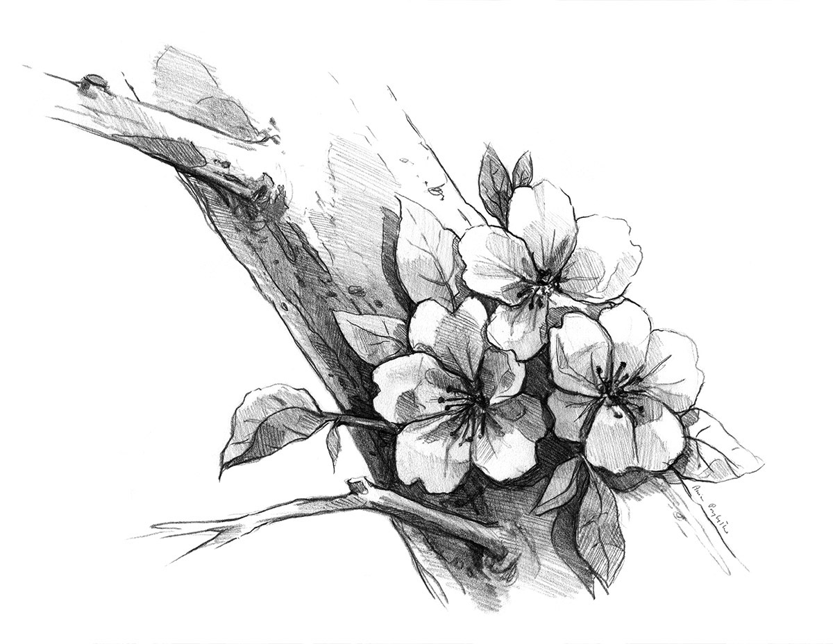 Japanese Cherry Blossom Pencil Drawing