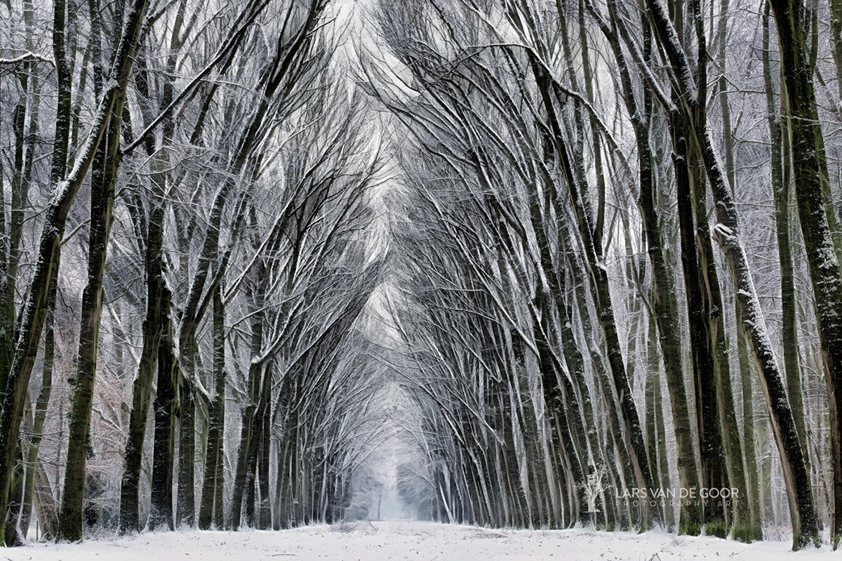 winter Landscape Forests