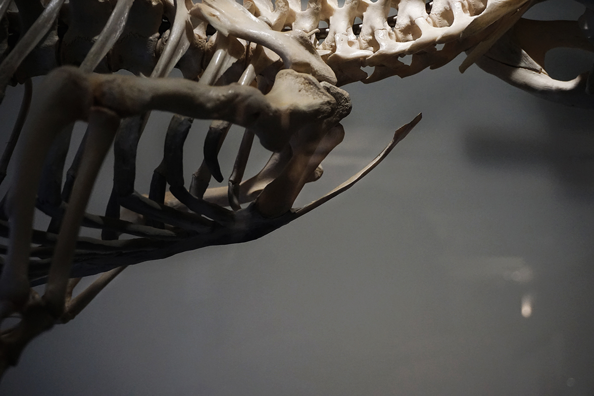 skeleton Dinosaur bones