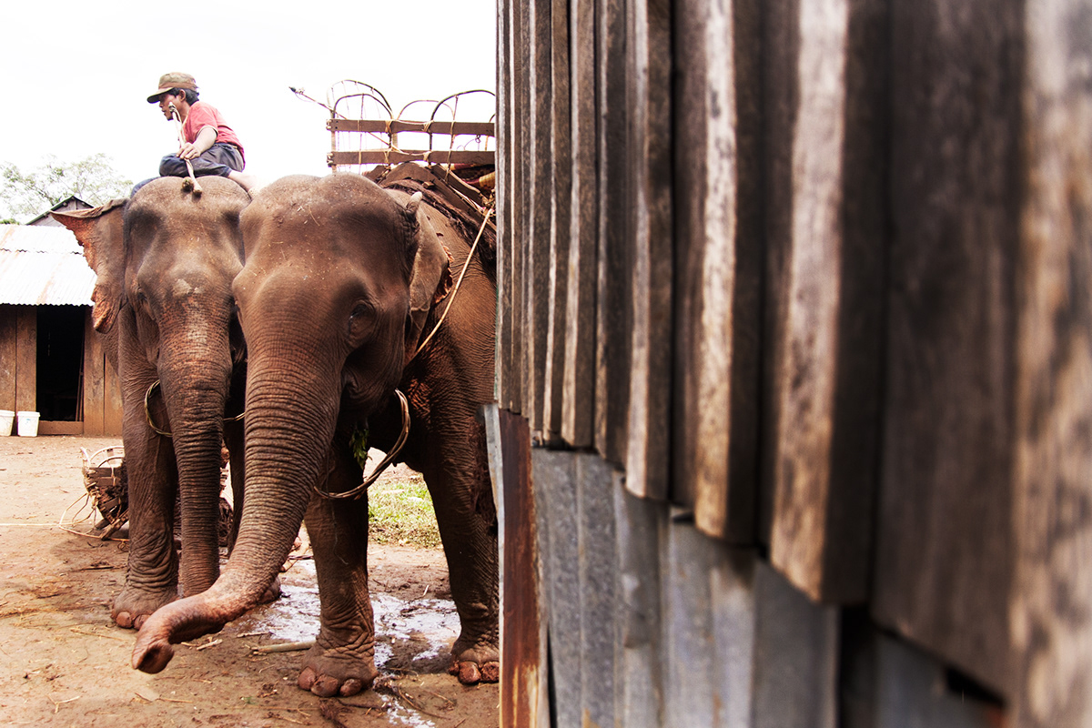 pnong Camodia  documentary photography elephant  levon kotanko