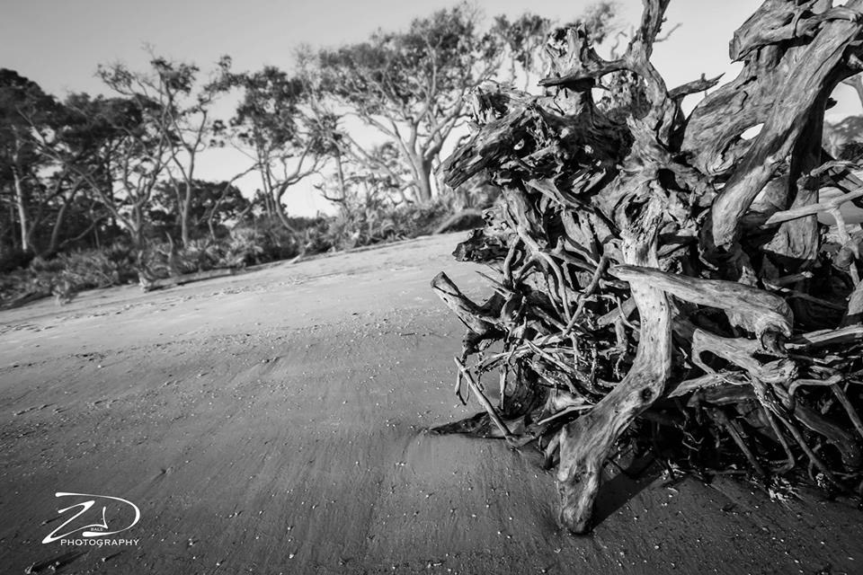 driftwood Landscape Nature beach
