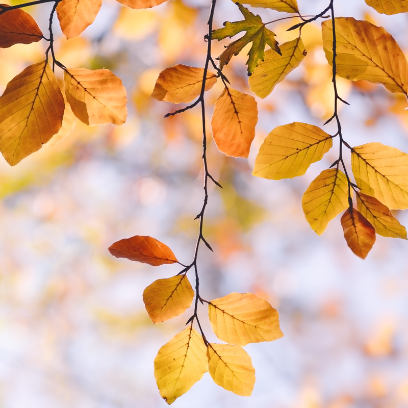 Fall autumn leaves Nature colors close up bokeh Tree 