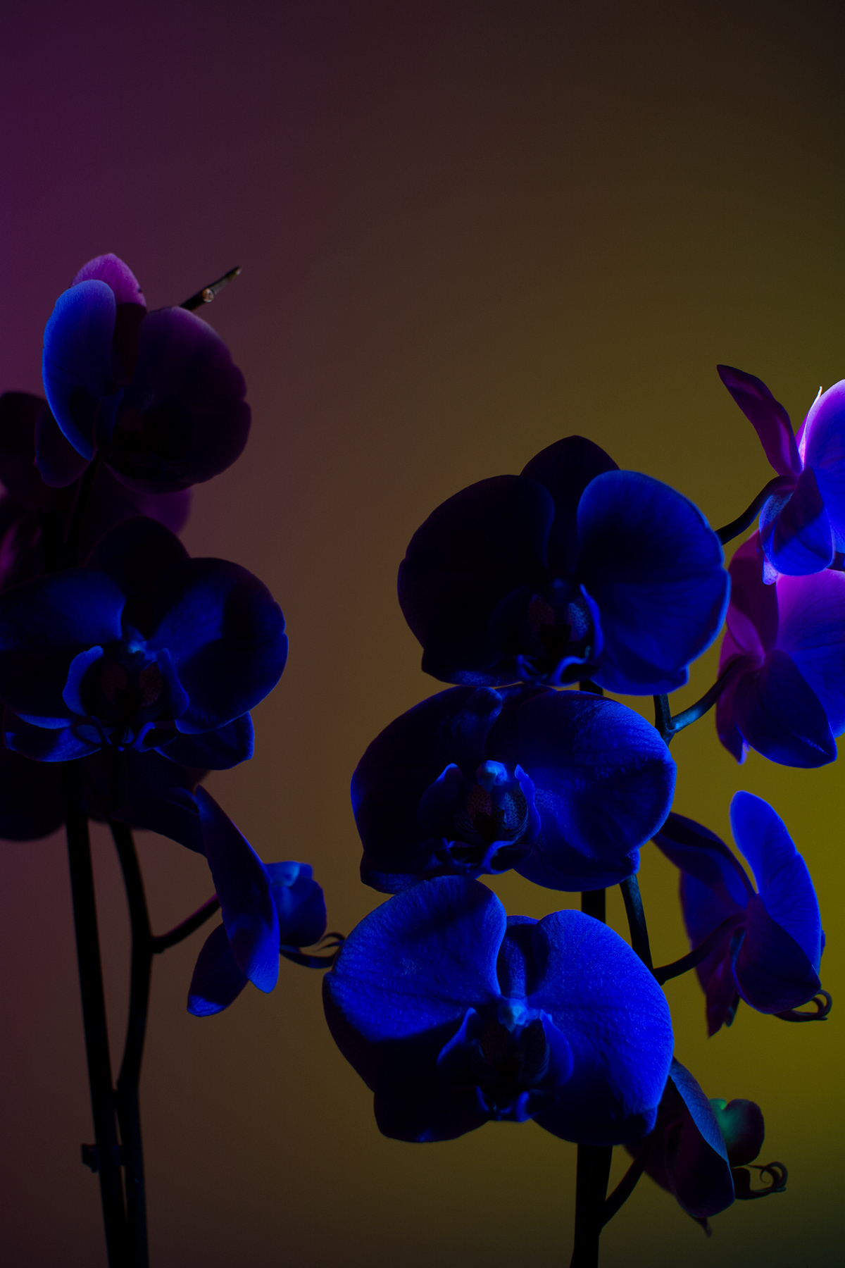 color flower light orchid Plant