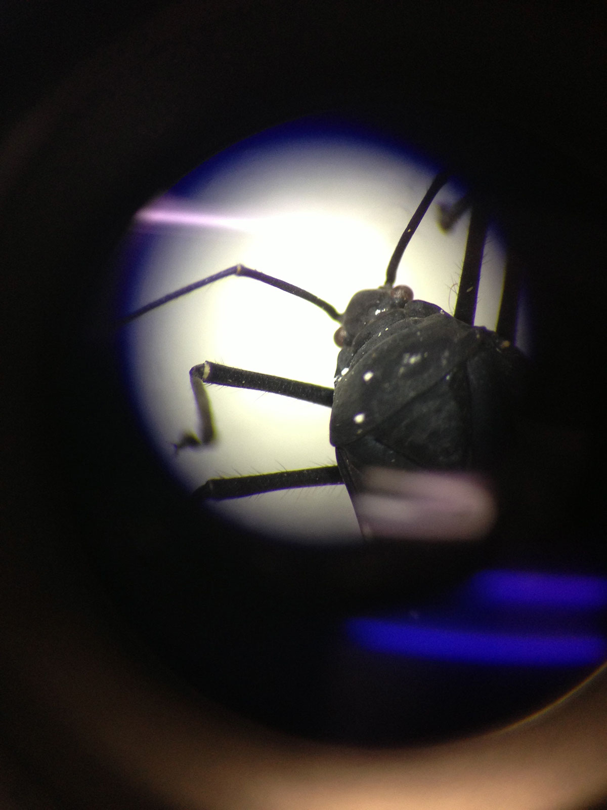 insectos Fotografia microscopica