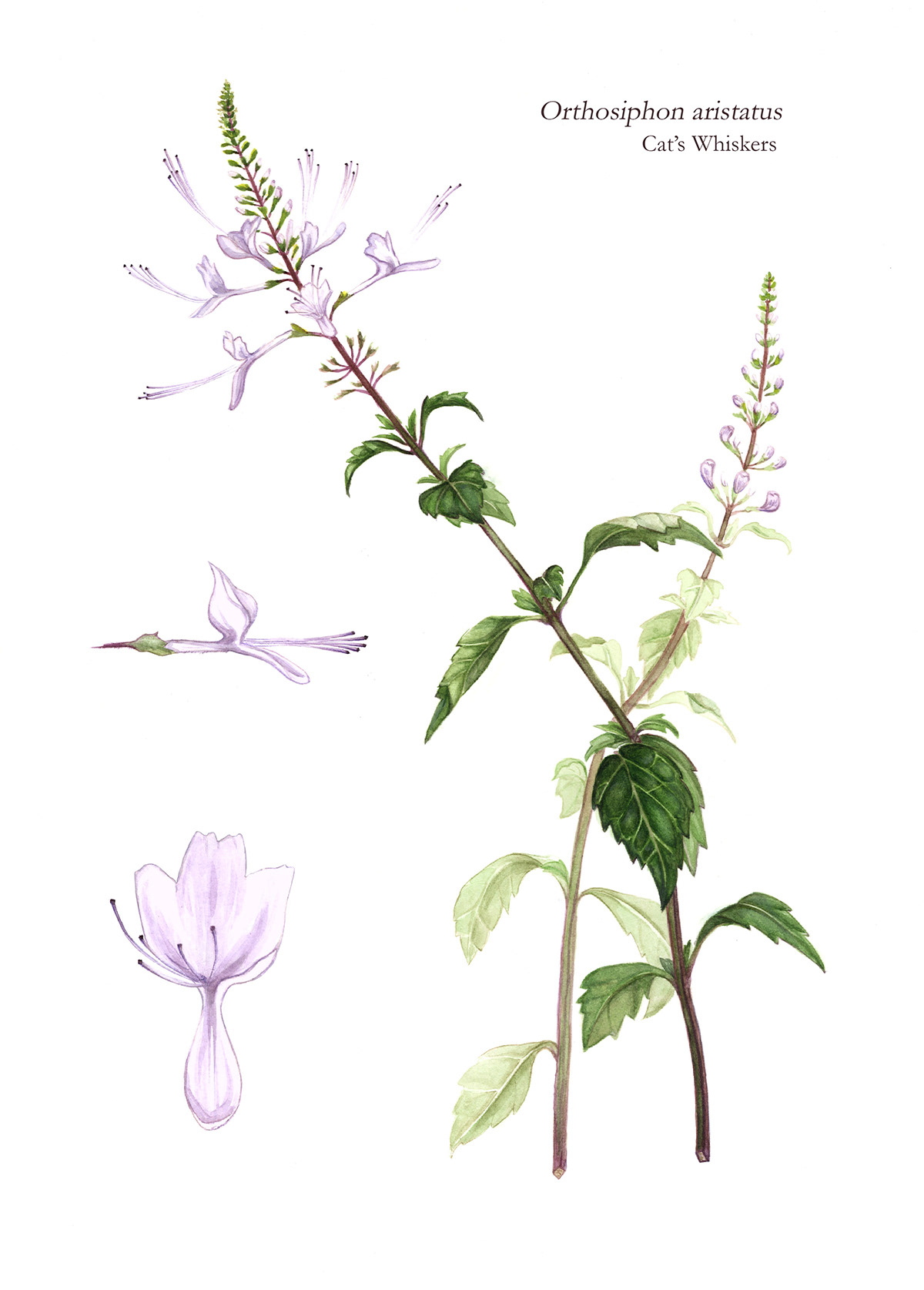 scientific illustration Flowers watercolor plants