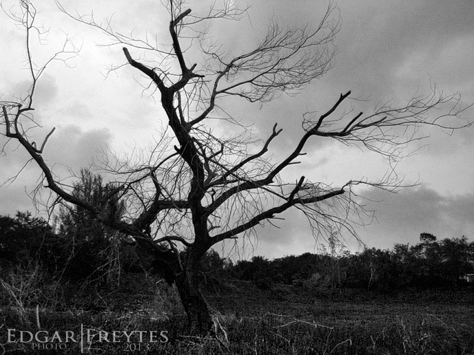 Nature landscapes trees roots branches seasons black and white b&w sepia death autumn Flowers Canon night sunset