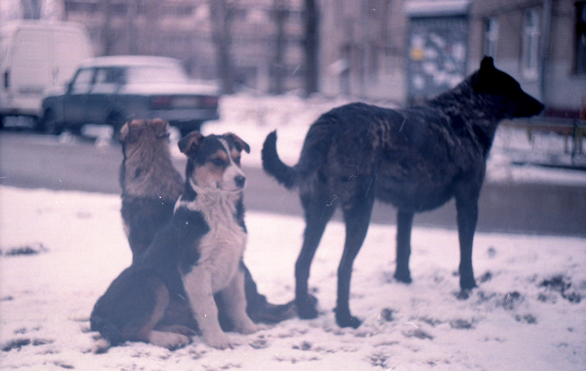 Film   stray Stray Dogs Street Dogs dogs portrait