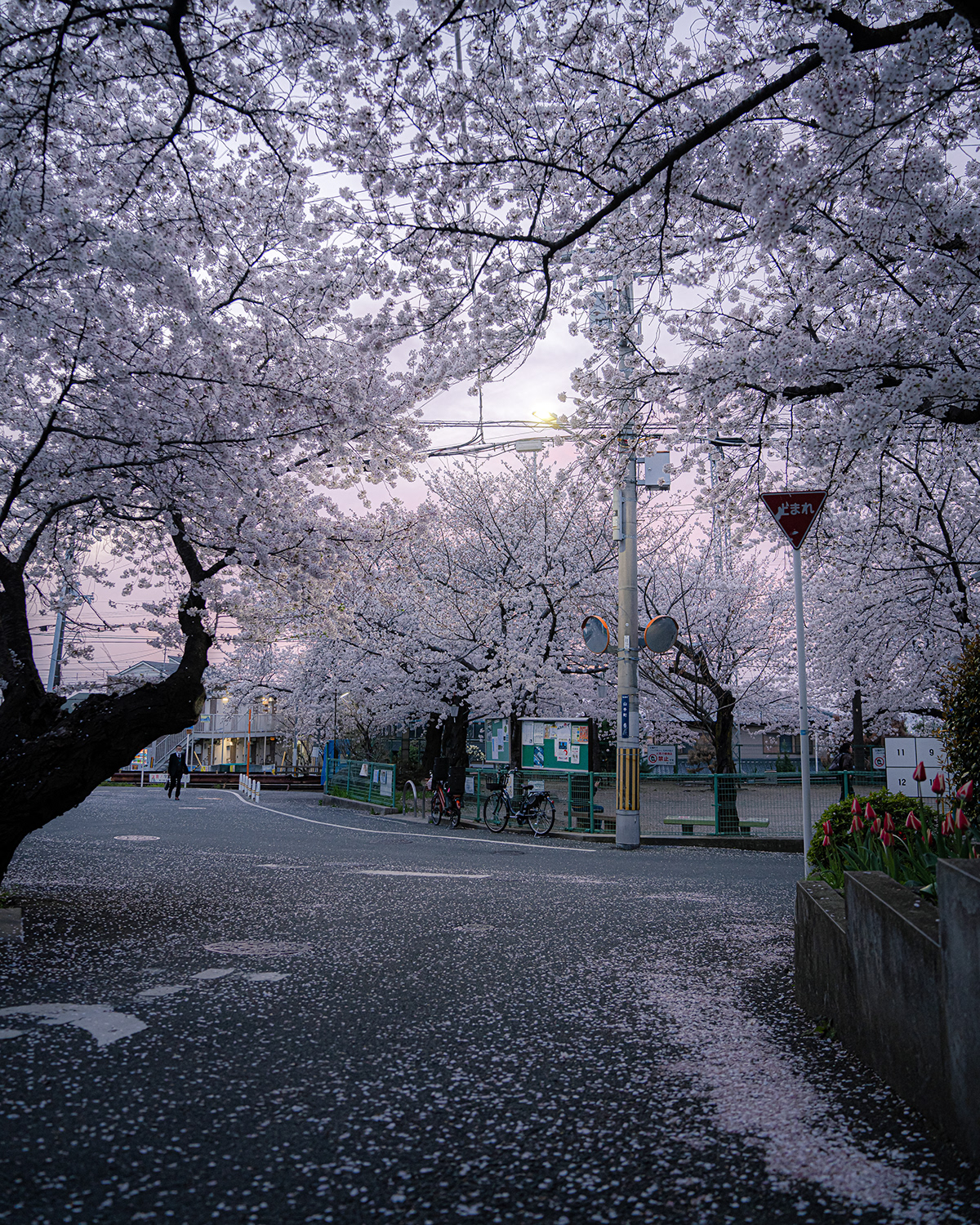 japan Landscape lightroom photographer Photography  spring street photography