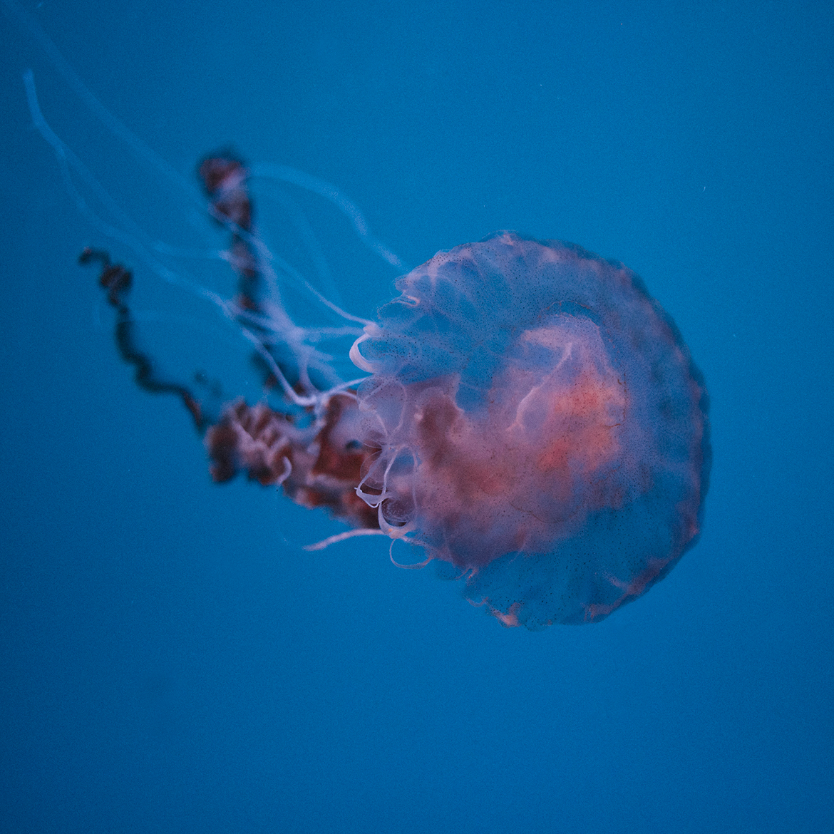jellyfish Ocean pacific colors usa