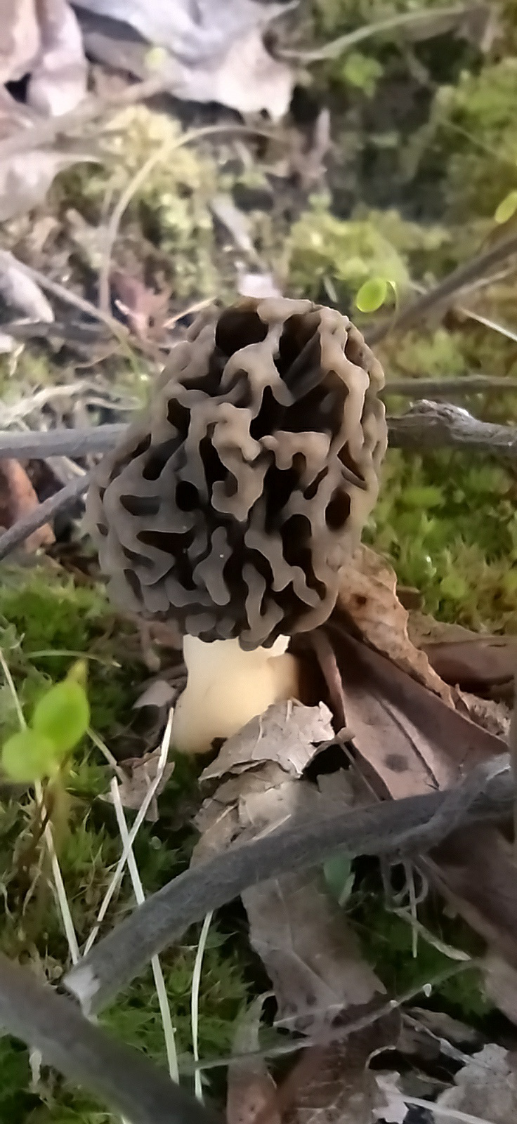 #nature#morel#mushrooms