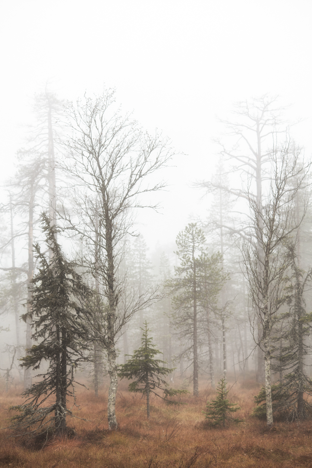 Landscape finland forest mist fog trees autumn Lapland Nature