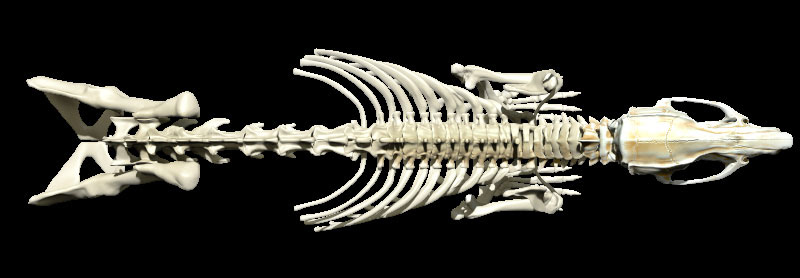 rattus norvegius  3d model  ZBrush  anatomy