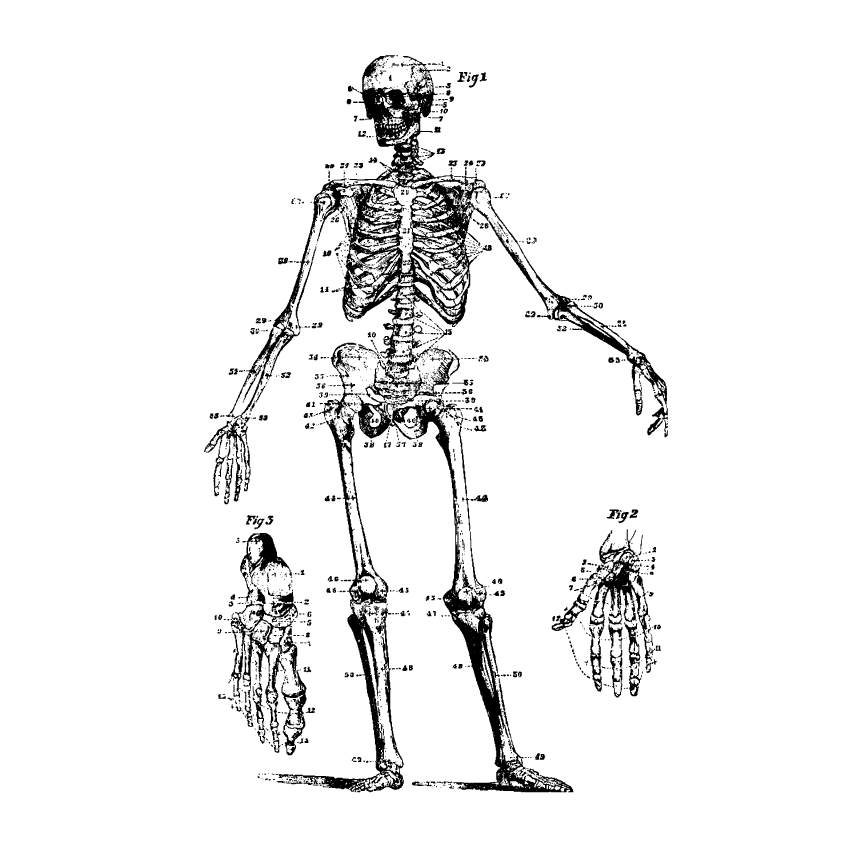 vector anatomy vintage medical diagrams human body organs skull skeleton bones heart hands feet lungs